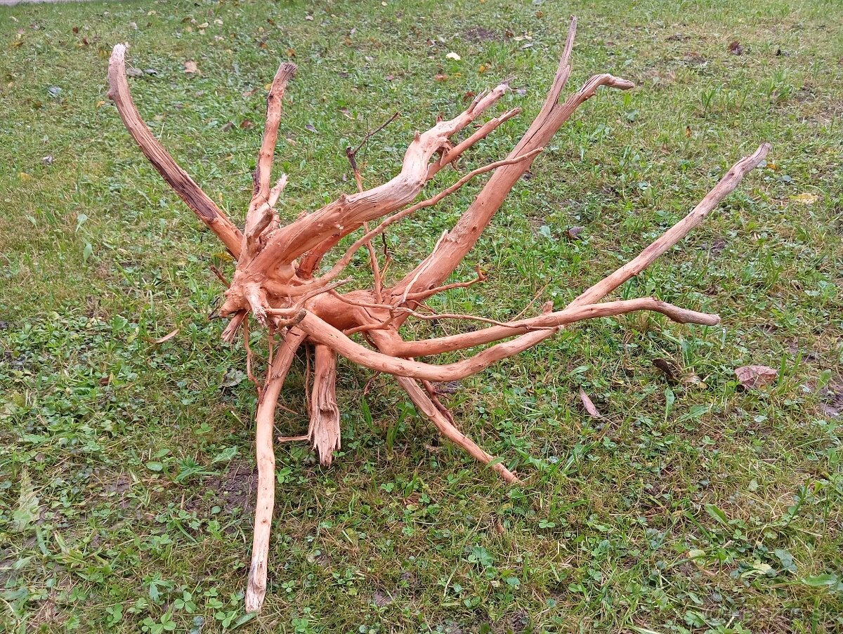 predam koren/samorast do akvaria - 2