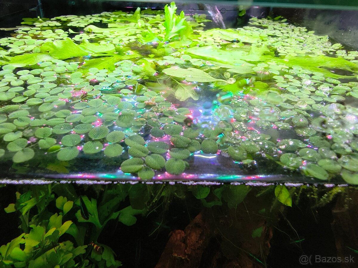 Žaburinka najmenšia - 2