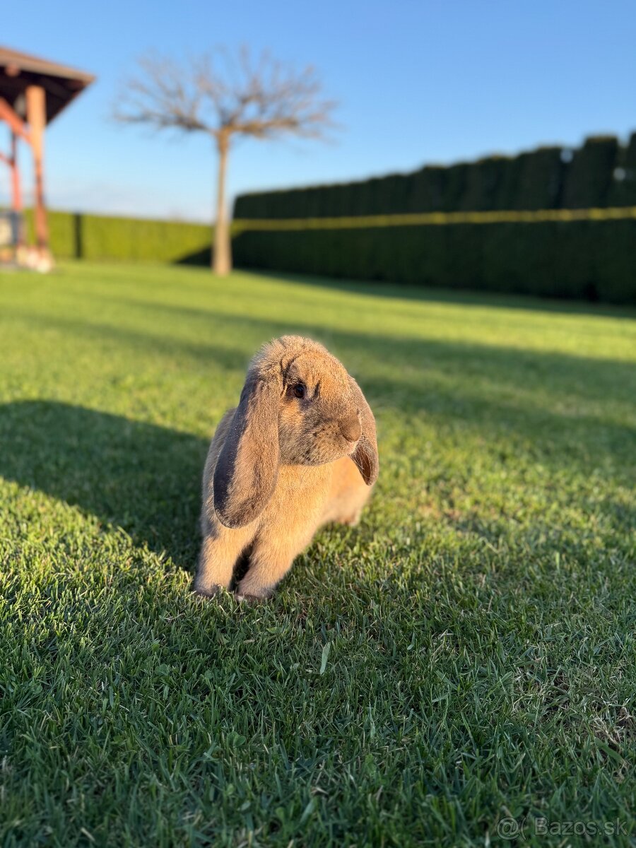 Francúzske baranie králiky - 2