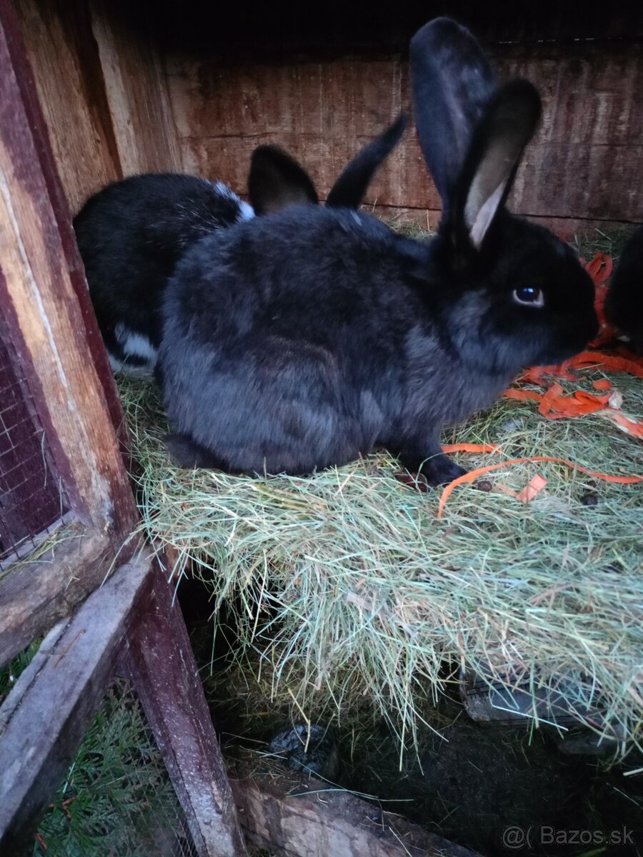 Predám mladé králiky - 2