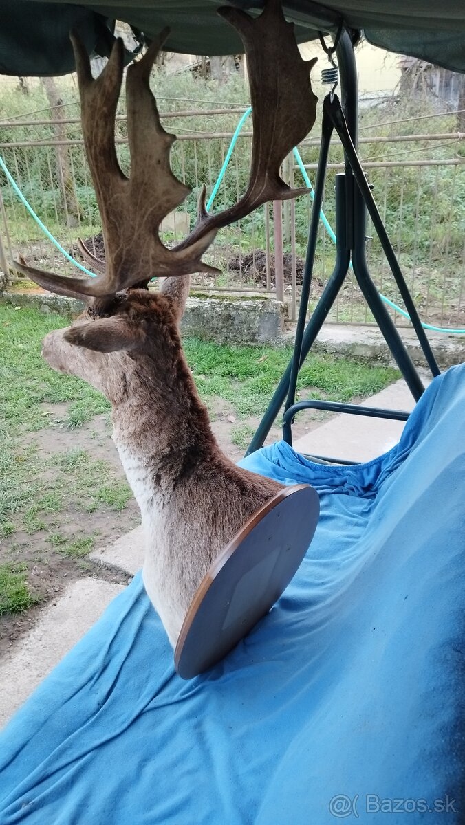 Predám krásny preparát Daniela. Parožie,zhody, trofeje - 2