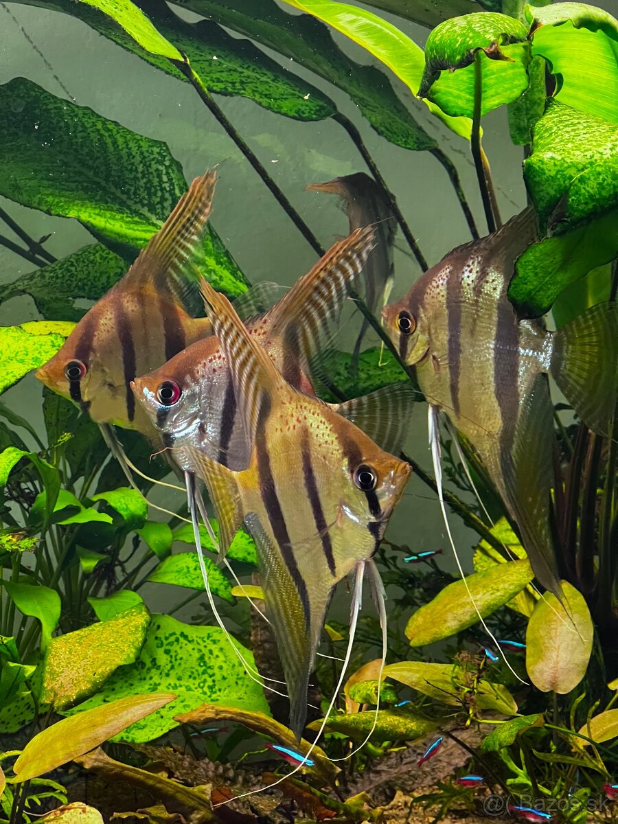 Skaláre Santa Isabel - 2