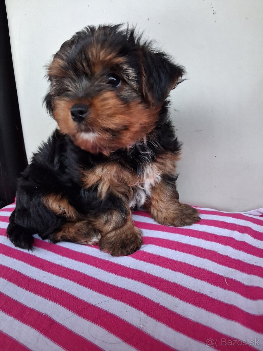 Yorschirsky terier mini - 2