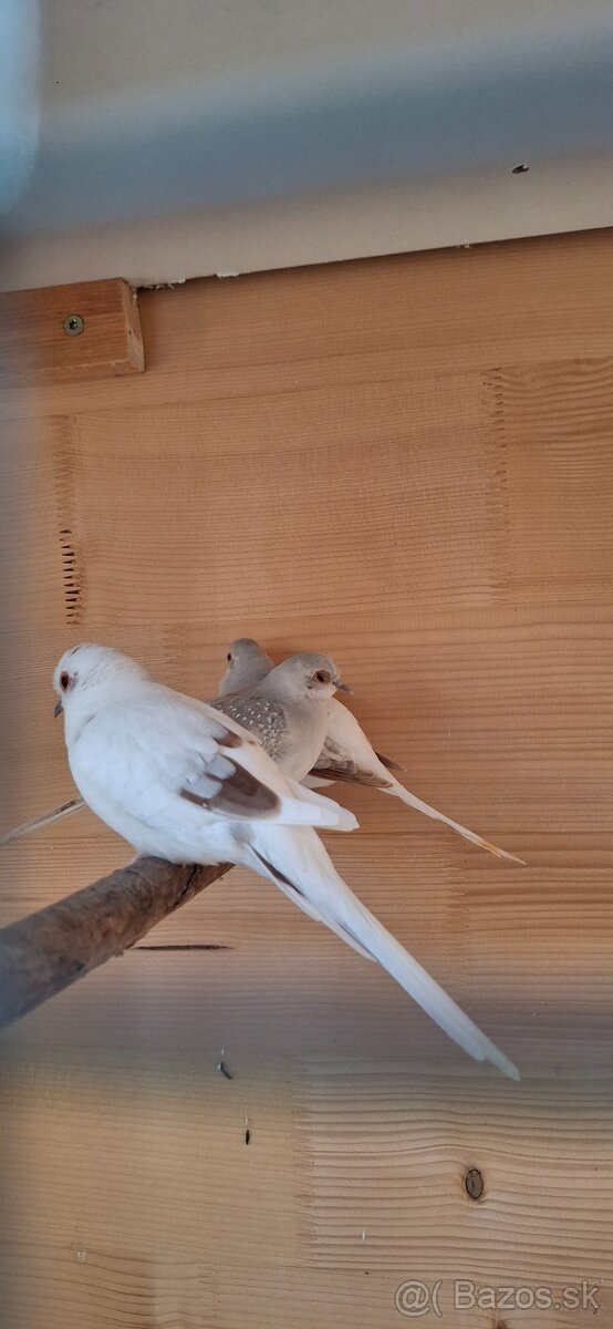 Holubok diamantovy - 2