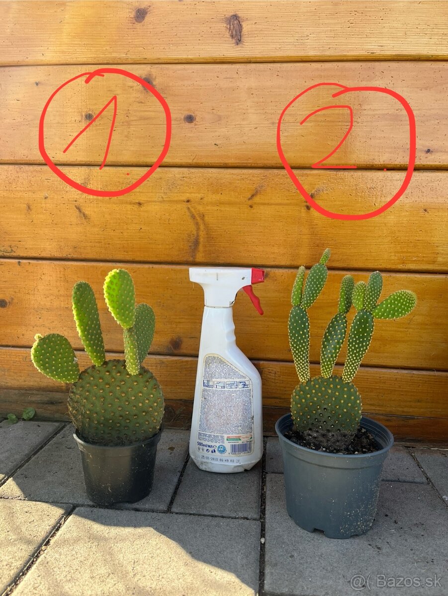 Opuncia / Figový kaktus - 2