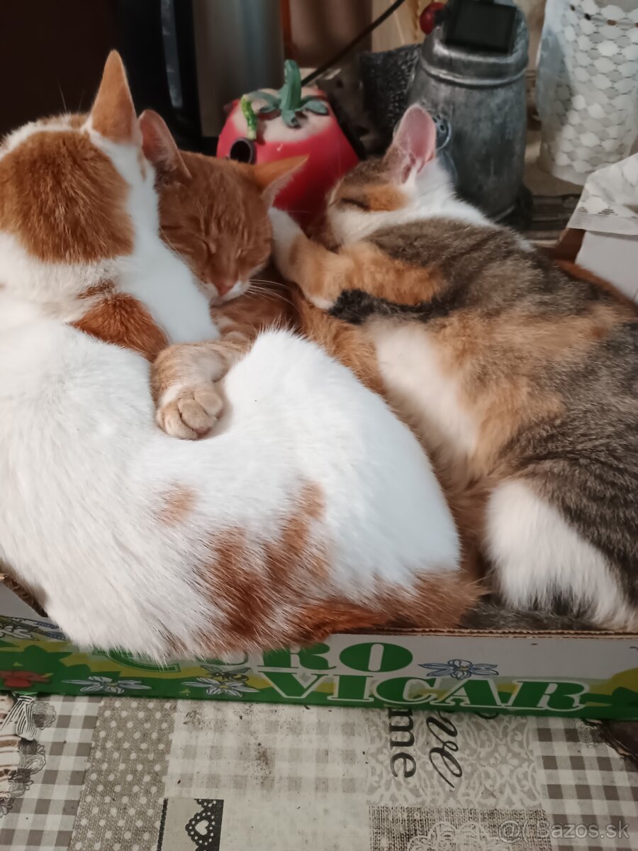 Darujem mačičku. - 2