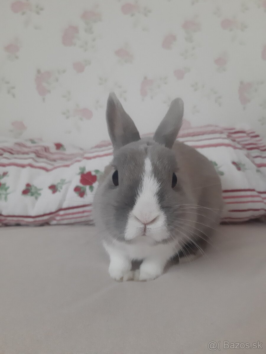 darujem králika - 2