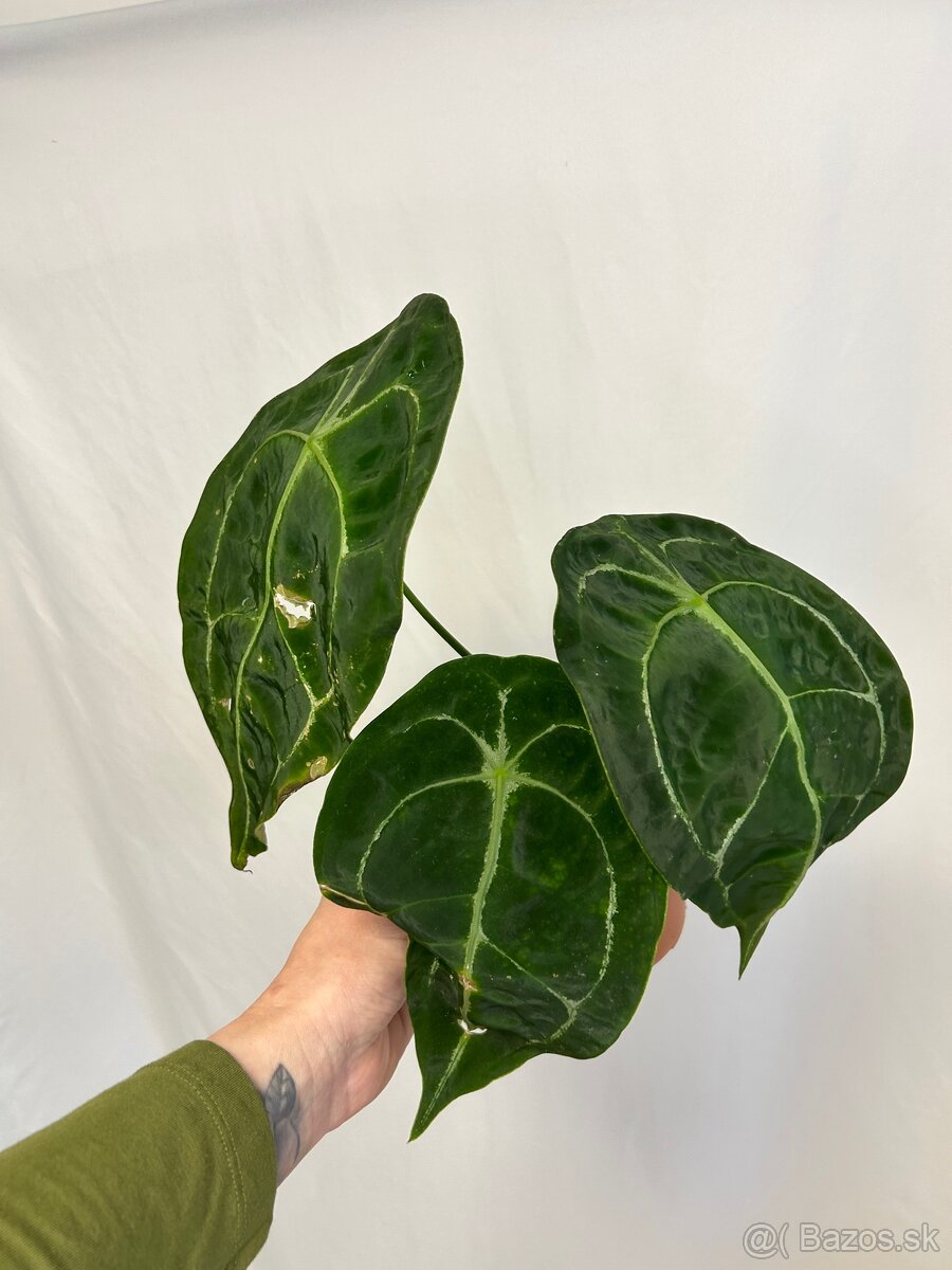 Anthurium Forgetii - 2