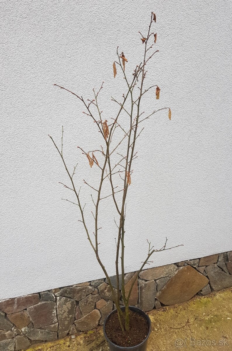 Lipa, lieska, hrab, buk - 2