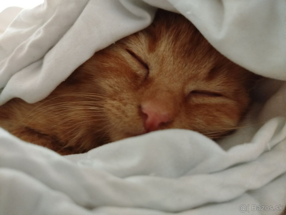 Darujem mačiatka - 2