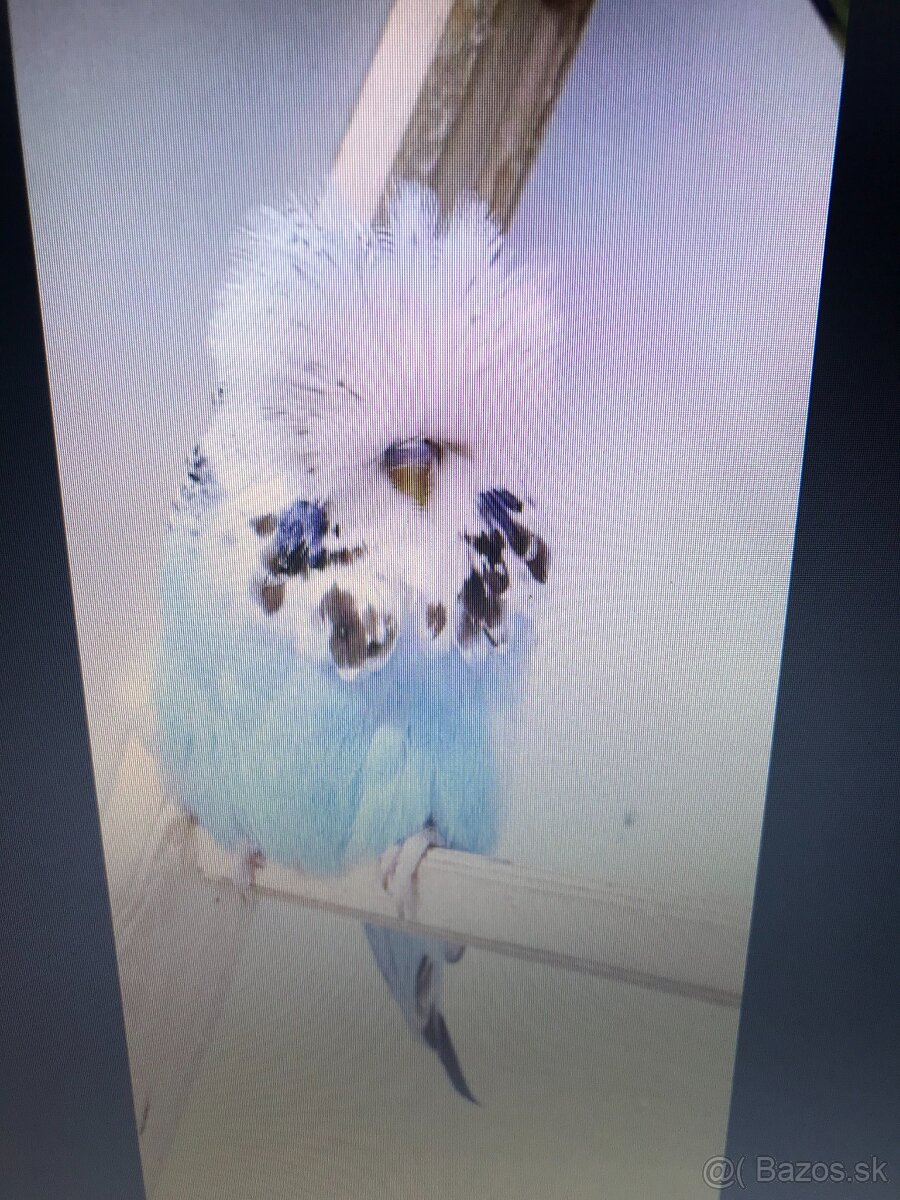 Výstavné andulky.samca 2 - 2