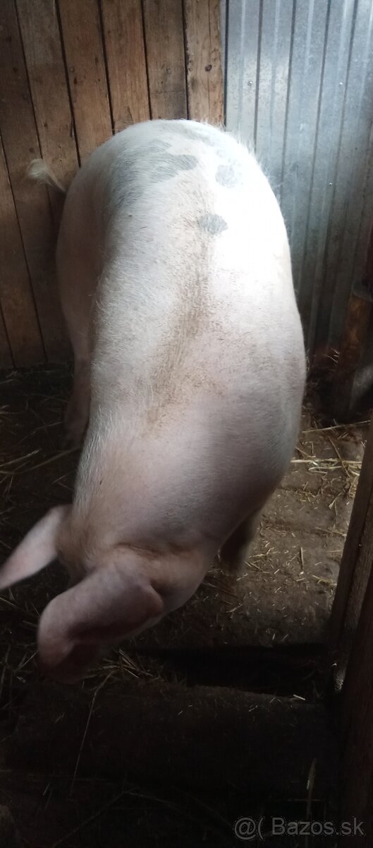 Predám prasatá - 2