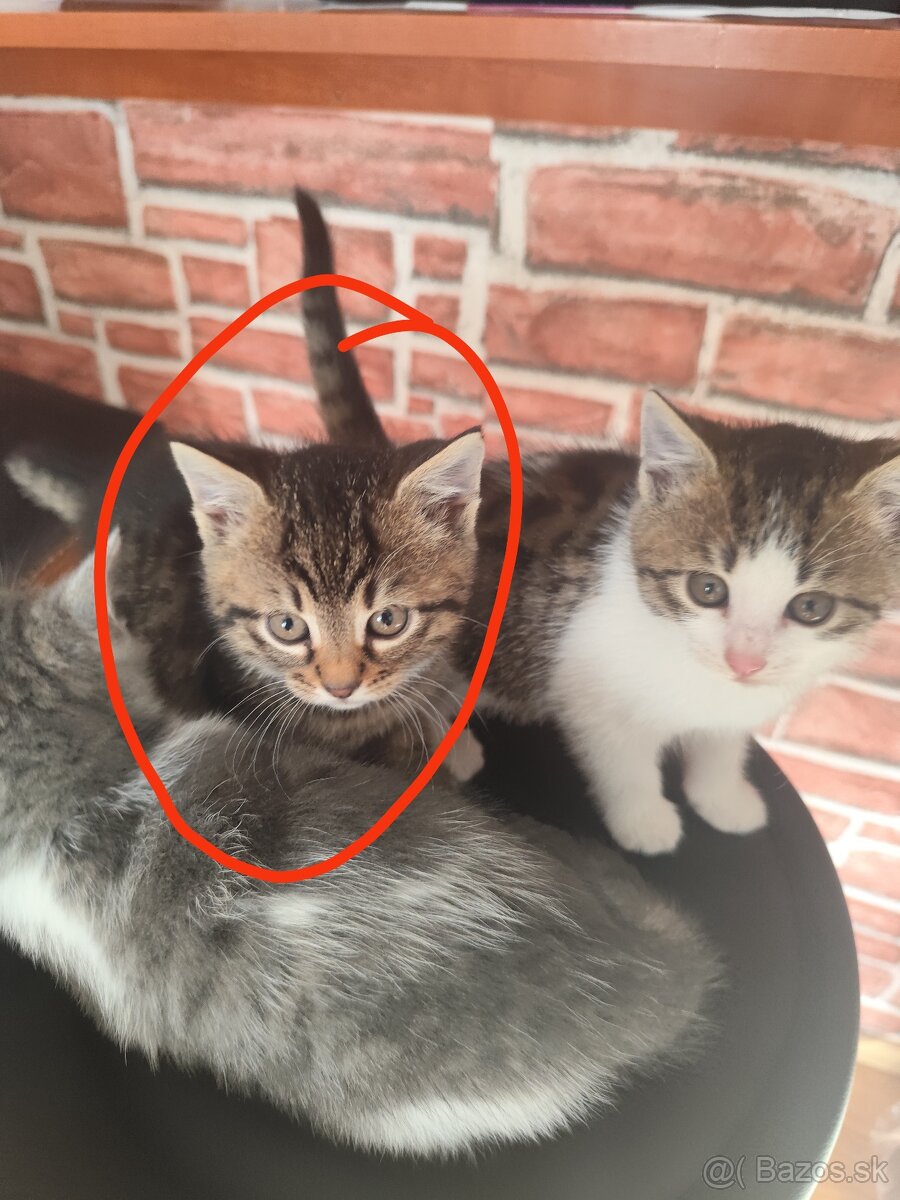 Darujem mačičku - 2