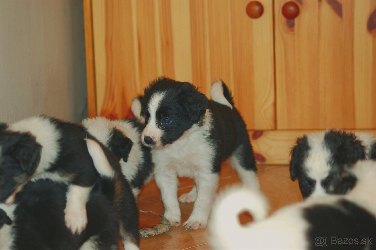 Šteniatka Border Kólia - 2