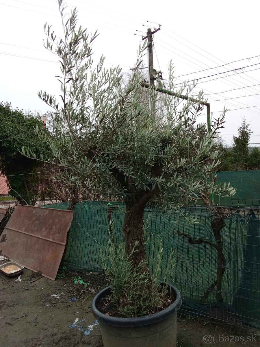 Predám olivovník Bonsai - 2