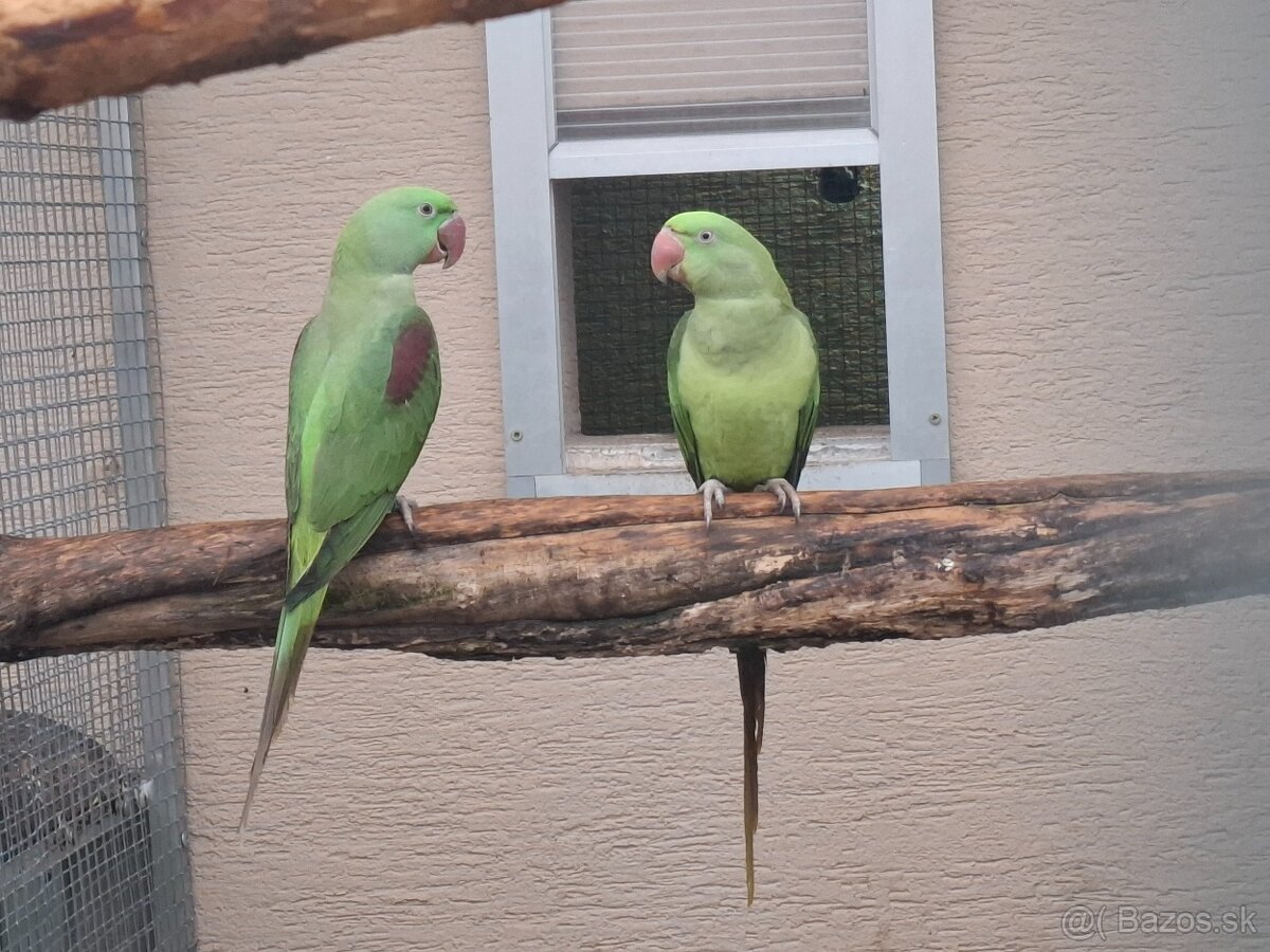 Alexander velký mutacia - 2