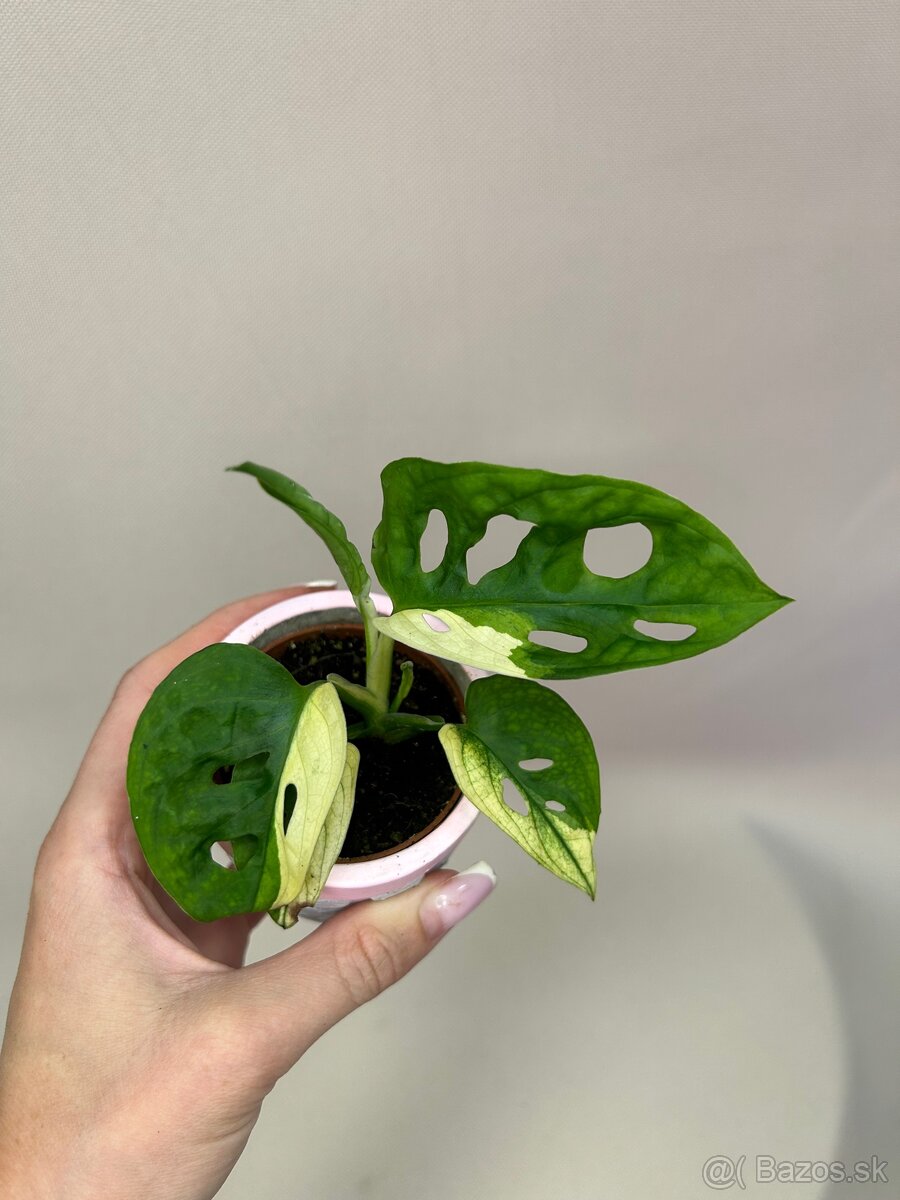 Monstera adansonii ‚Variegata‘ (baby) - 2