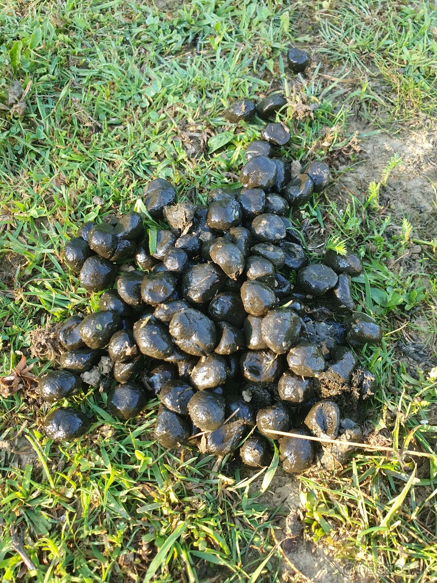 Ovčí trus - 2