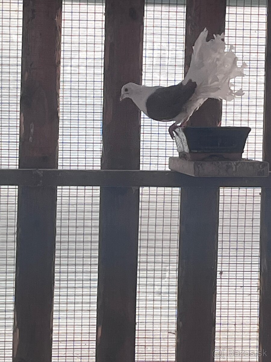Darujem holuby - 2