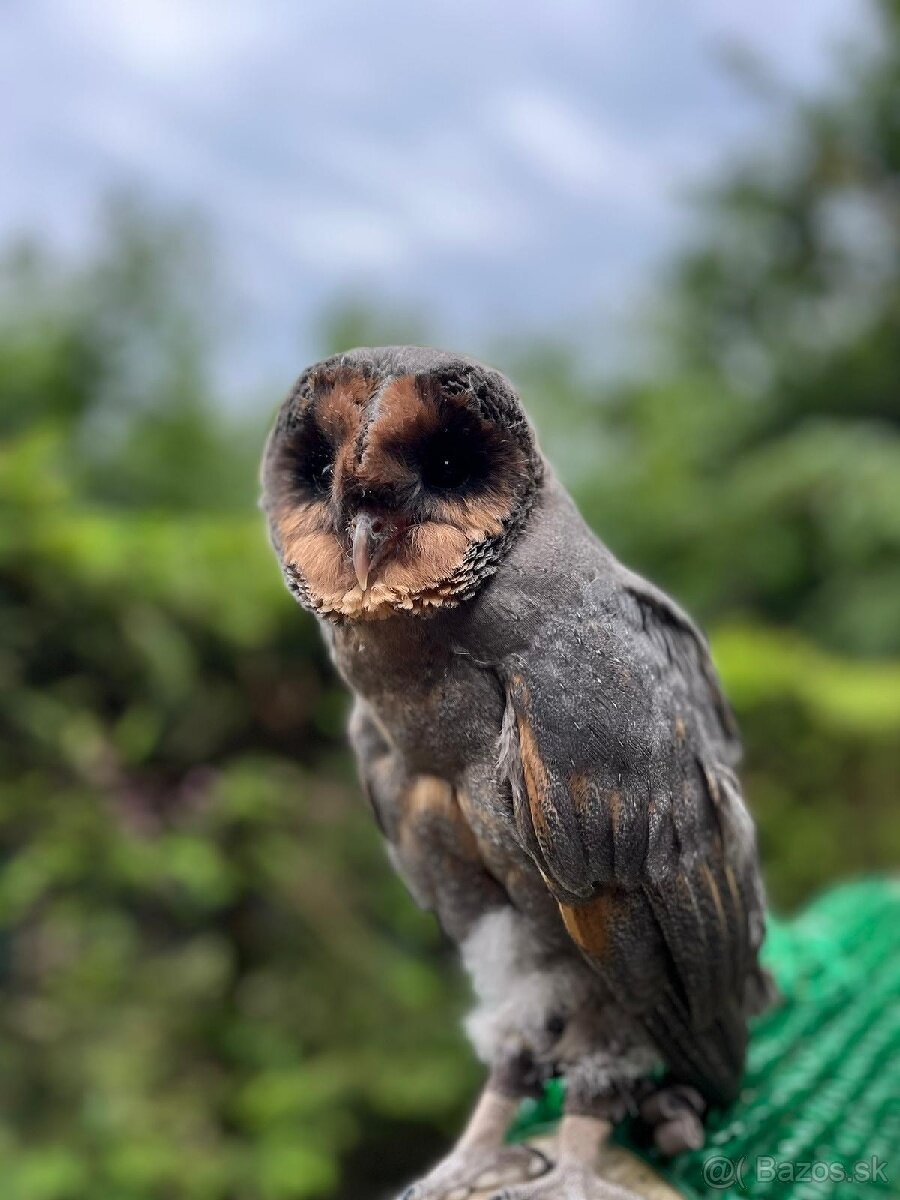 Plamienka driemava čierna varianta - 2