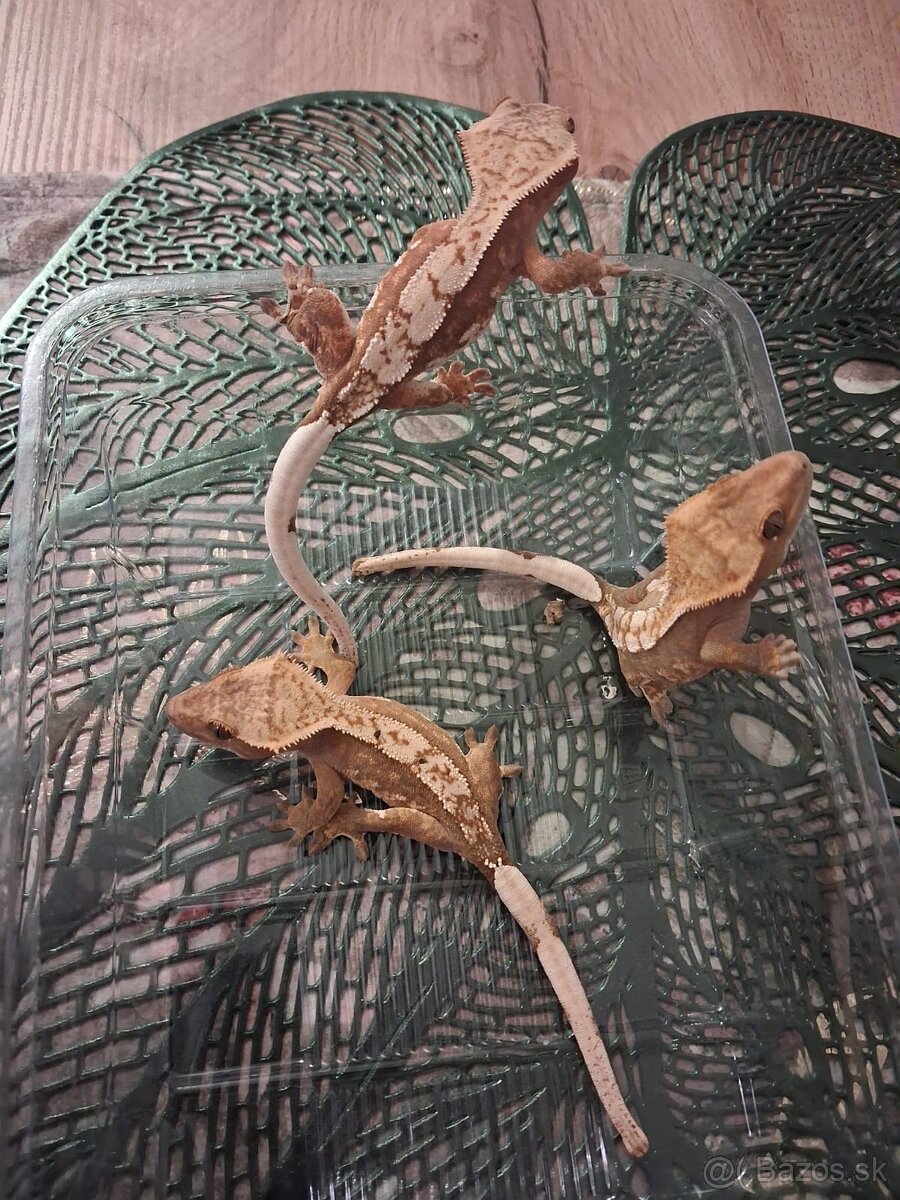 Mláďatá pagekon riasnaty - 2