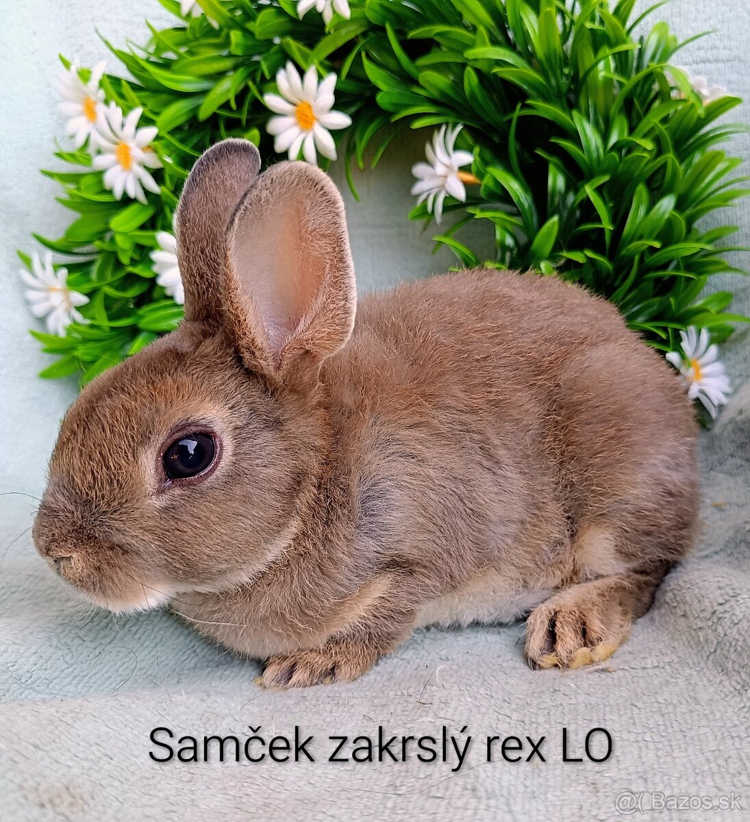 Zakrslý rex - samček perlový modrý - 2