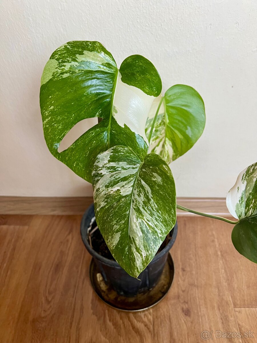 Monstera albo - 2