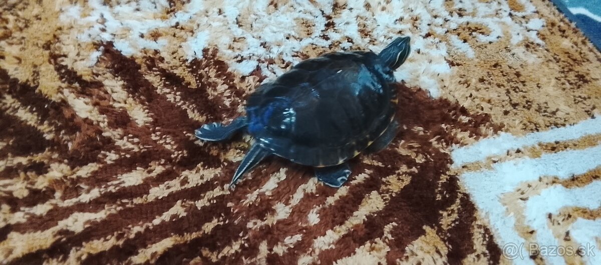 Vymením -predam vodná korytnačka - 2