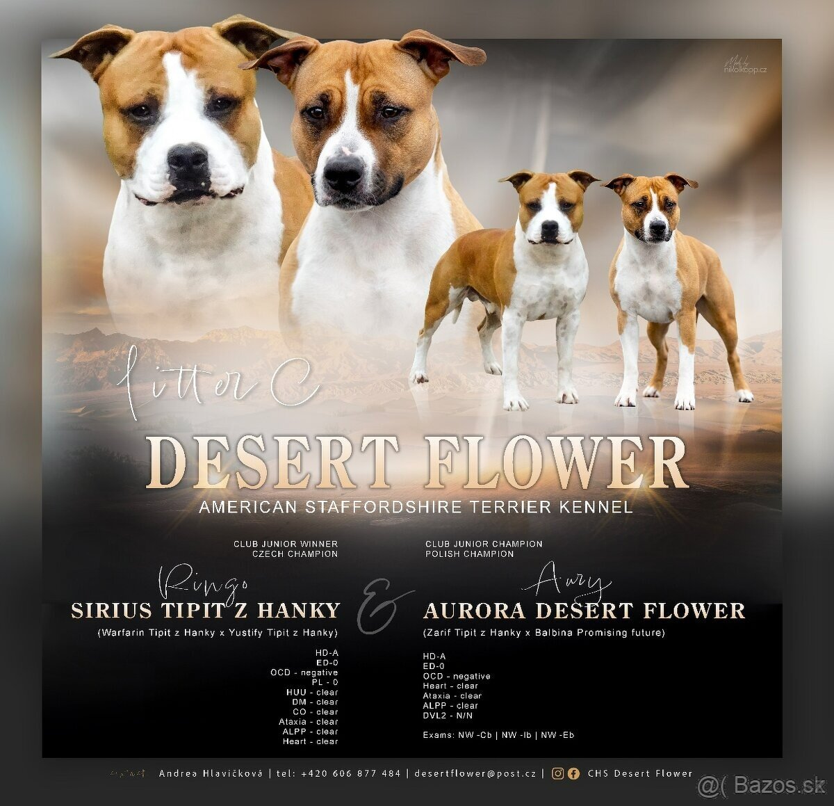 Americký stafordširský teriér - 2