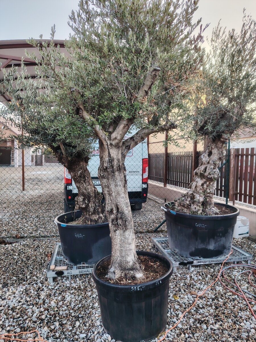 Olivovník europea - 2