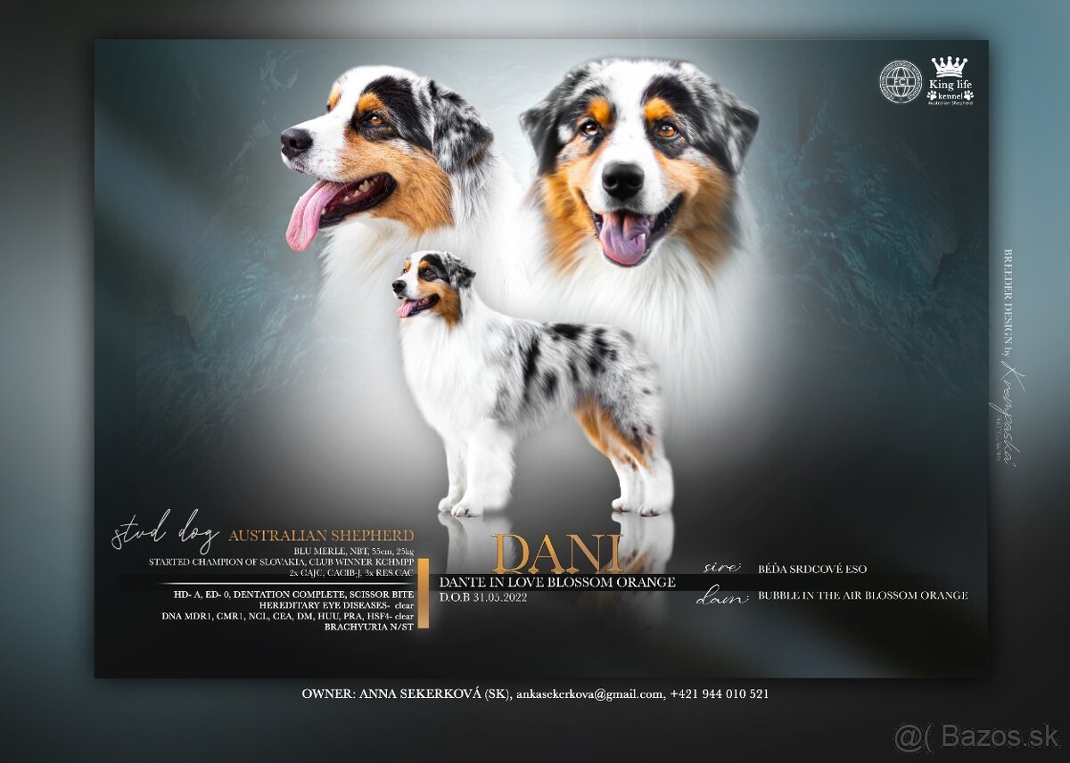 Australsky ovciak - Krytie, PP - 2