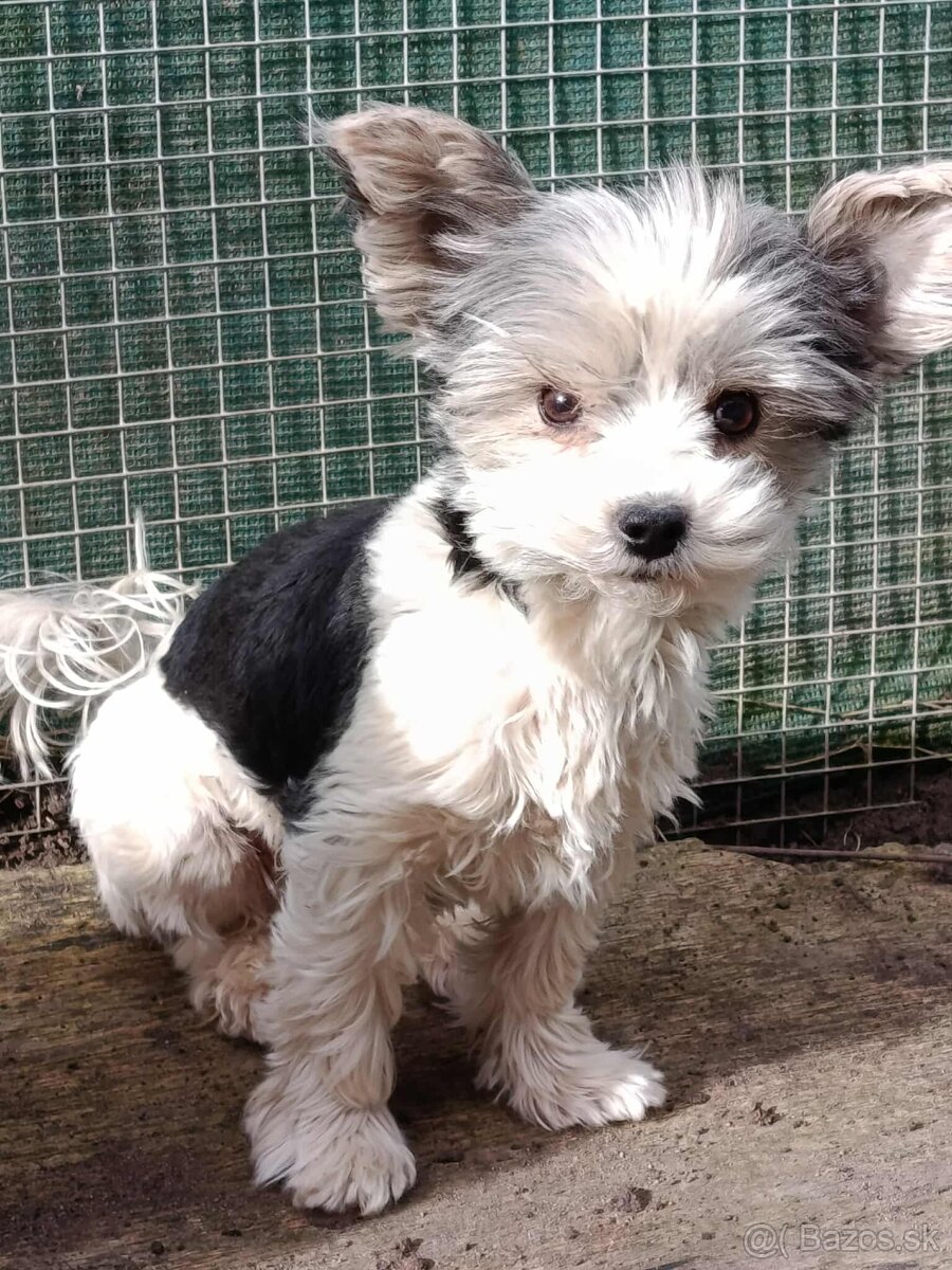 Yorkshirsky terier - biewer - 2