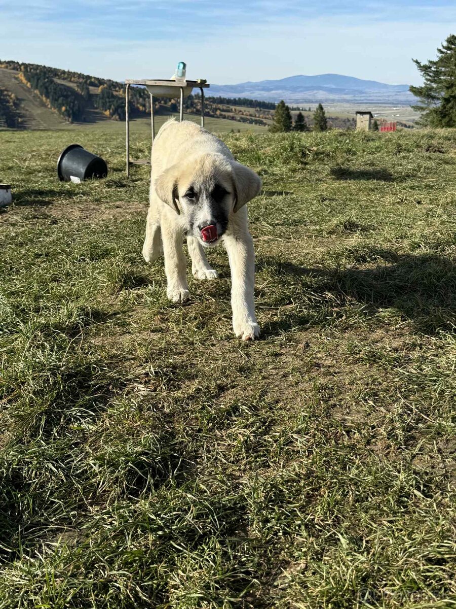 Predám šteniatka kangaly - 2