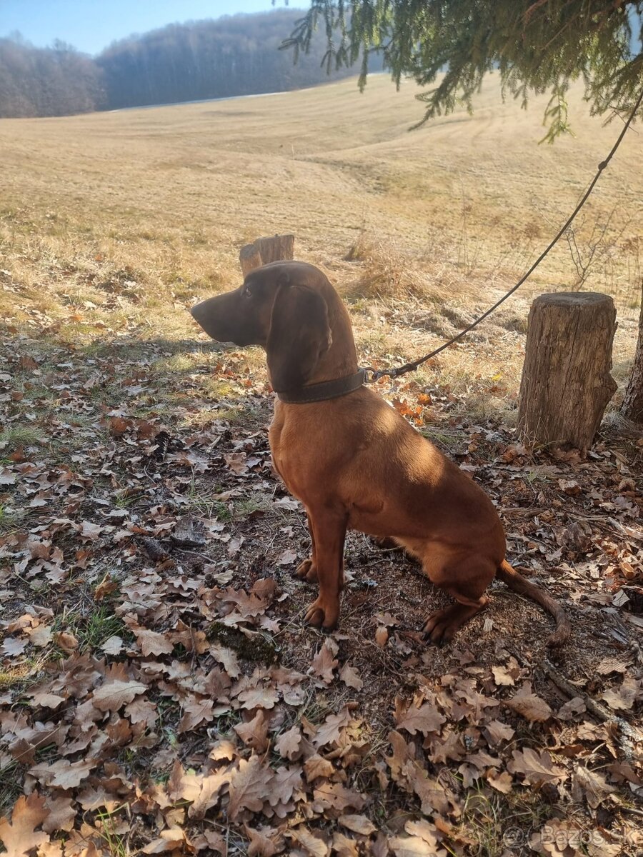 Predám štence - Bavorský farbiar - 2