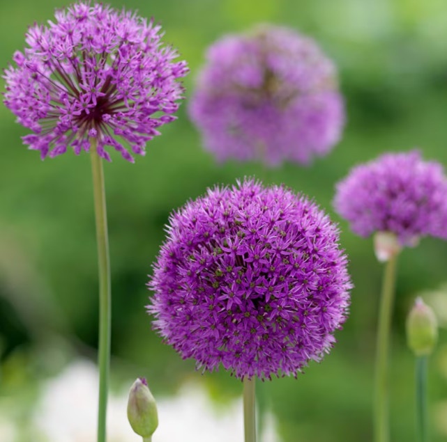 Okrasny cesnak alfatunský do 80 cm 0,60€/ks - 2