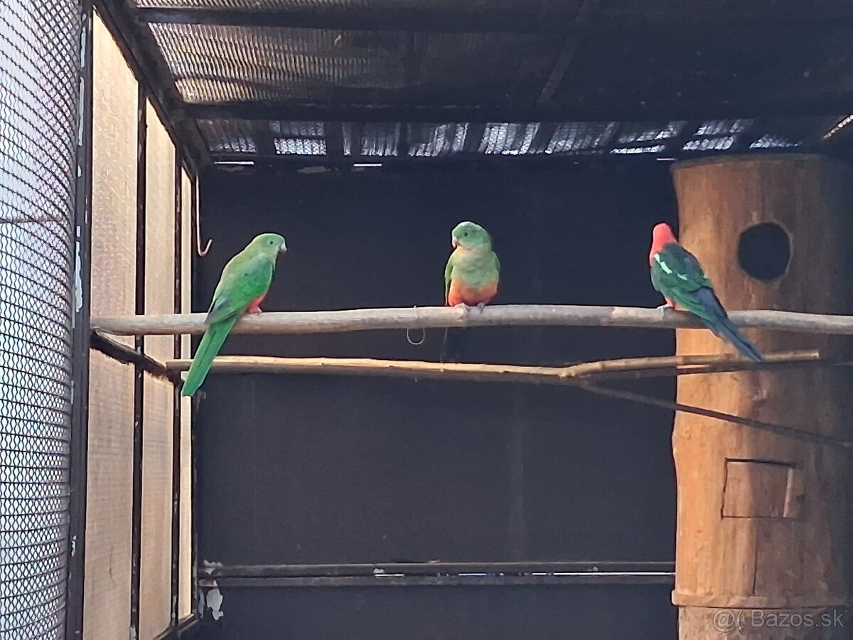 Papagáj kráľovský - samička - 2