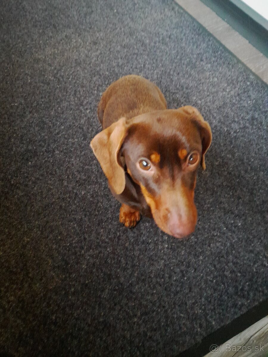 Krátkosrstý jazvecik - 2