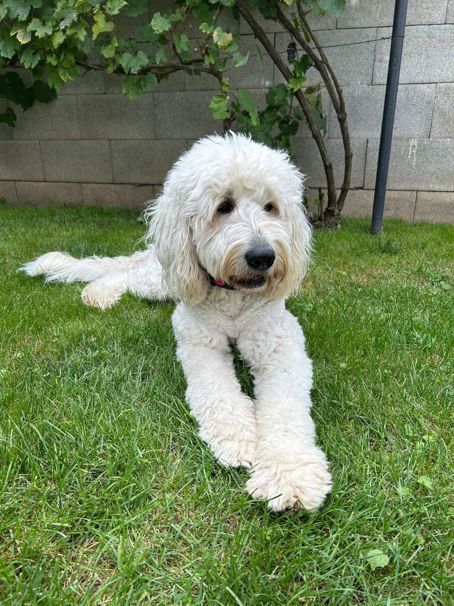 Goldendoodle na krytie - 2