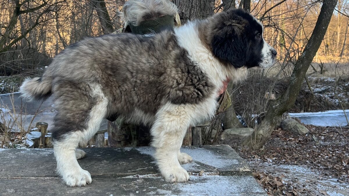 Štenata Moskovsky strážny pes - 2