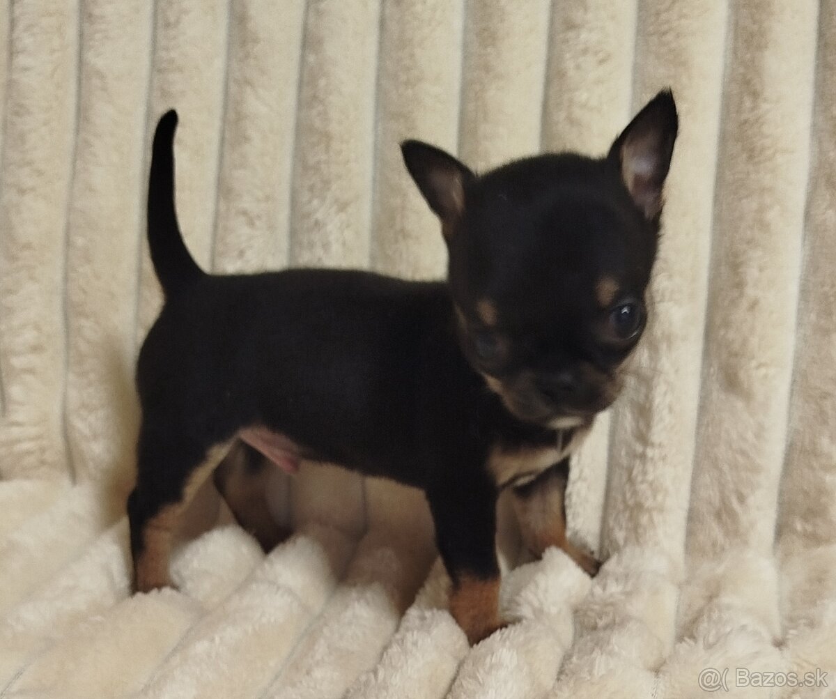 Čivava mini psík krátkosrsty - 2