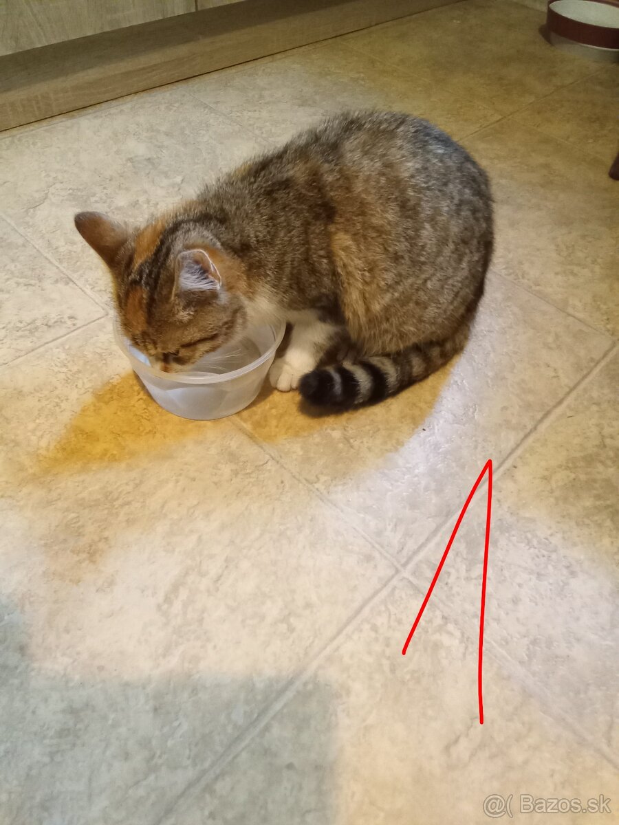 Ajándékozuk - Darujeme - 2