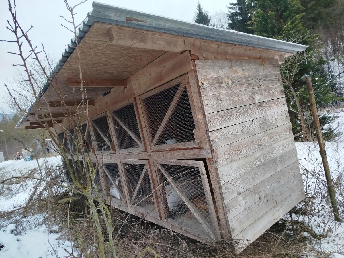 Zajacin ,zajacinec - 2