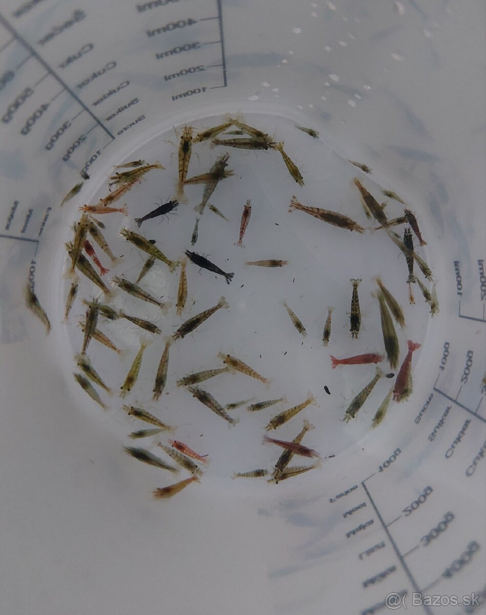 Predam Akvárium Kreviet - 2