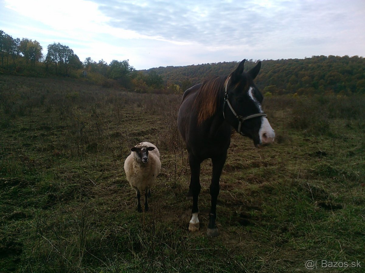 Výnimočná kobyla Shagya - 2