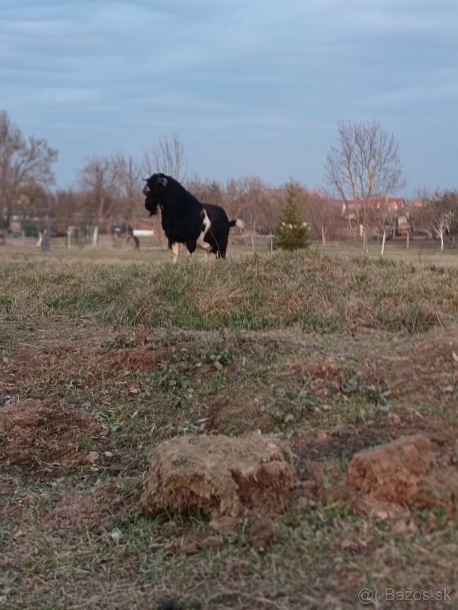 Cap na pripustenie. - 2