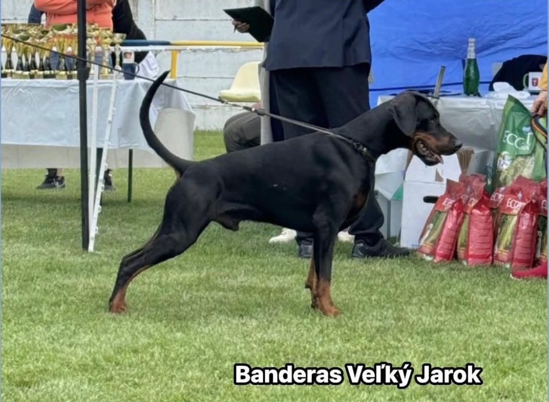 DOBERMAN ŠTENIATKA S FCI PP - 2