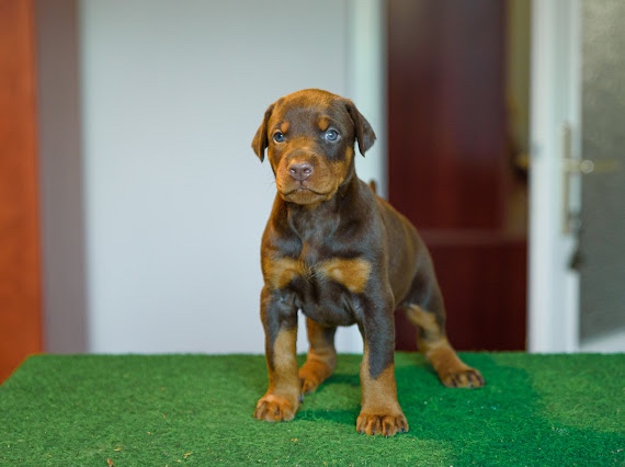 DOBERMAN ŠTENIATKA S FCI PP - 2