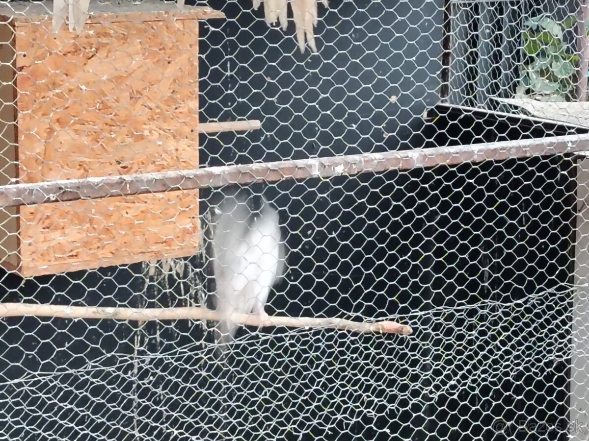 Predám andulky a korely s klietkou - 2