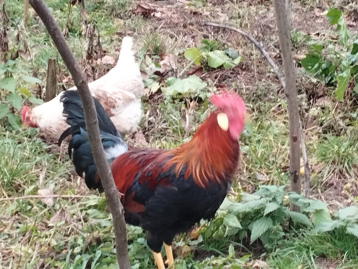 Predám mladých kohútikov - 2