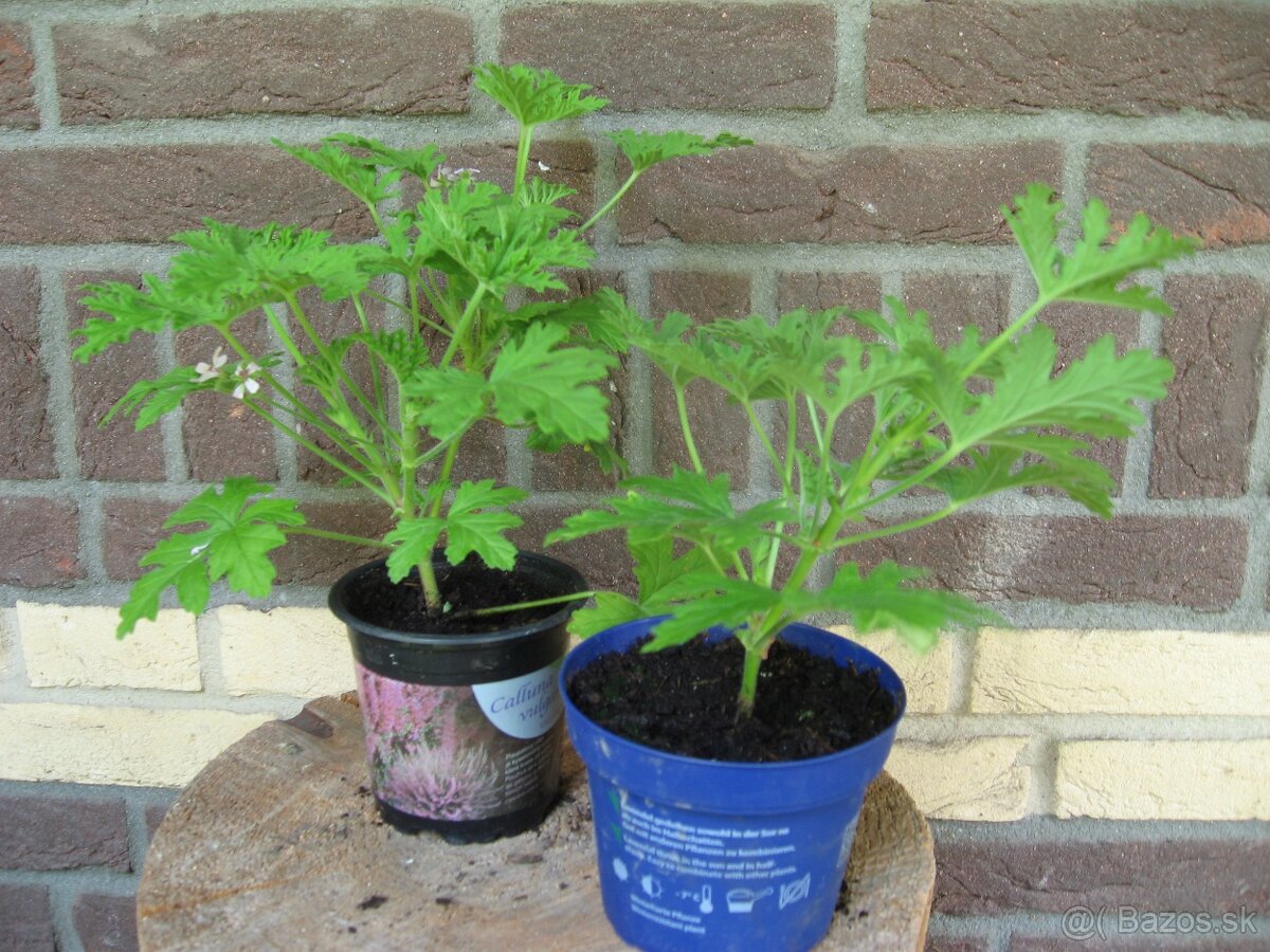 Muškát citrónový - Pelargonium citrosum - 2